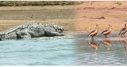From Delhi : Taj Mahal Chambal Safari Tour 3-Days